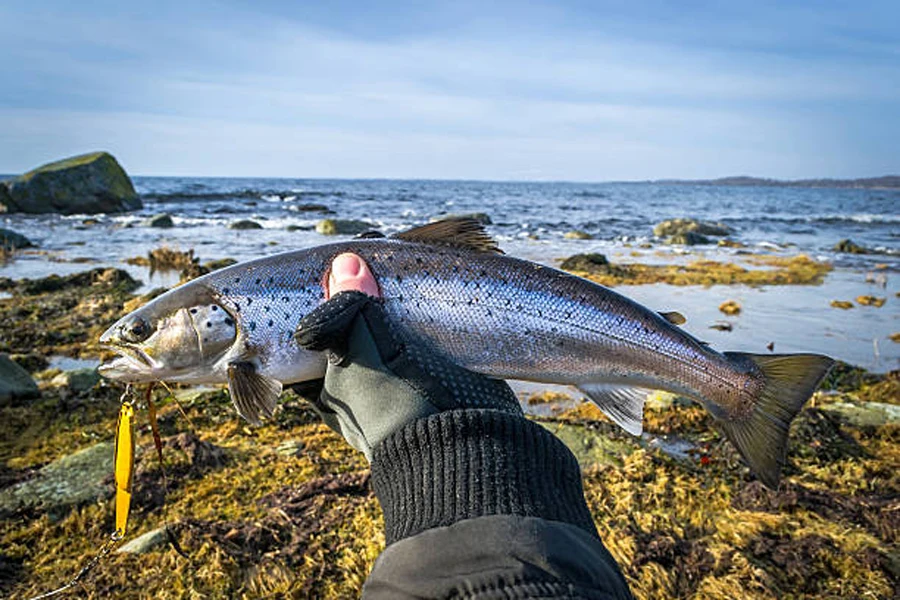 Pescador segurando peixes de tamanho médio enquanto usa luvas de pesca