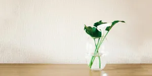 Plante verte dans un vase en verre transparent