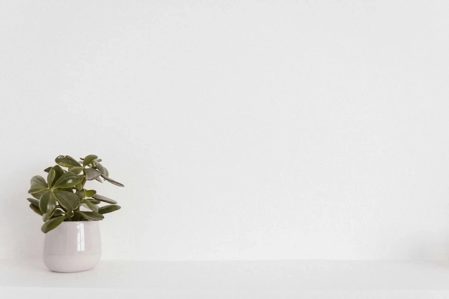 Planta verde em vaso sobre vaso de cerâmica branca