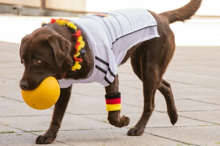 Labrador menggigit bola kuning