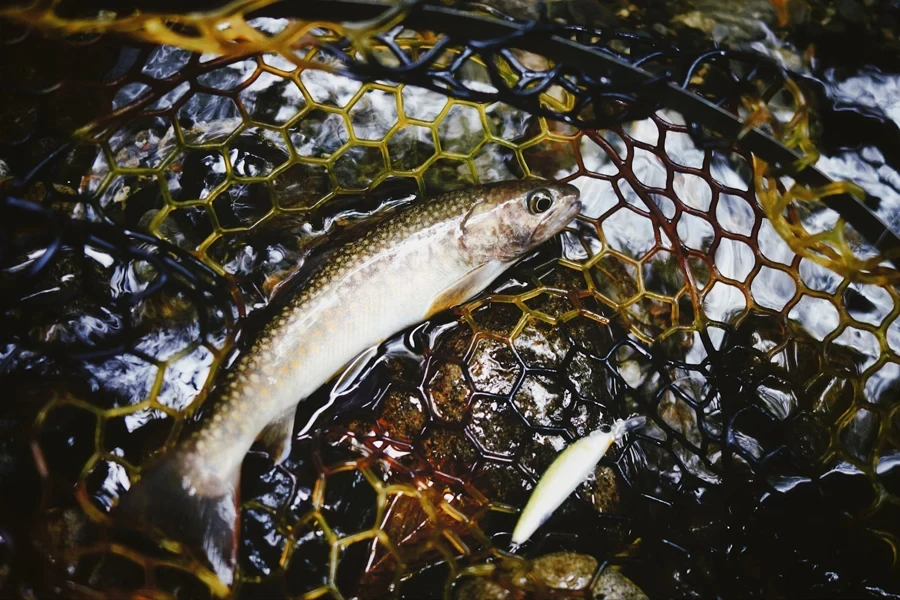 Pequenos peixes em cima de uma rede macia e sem nós