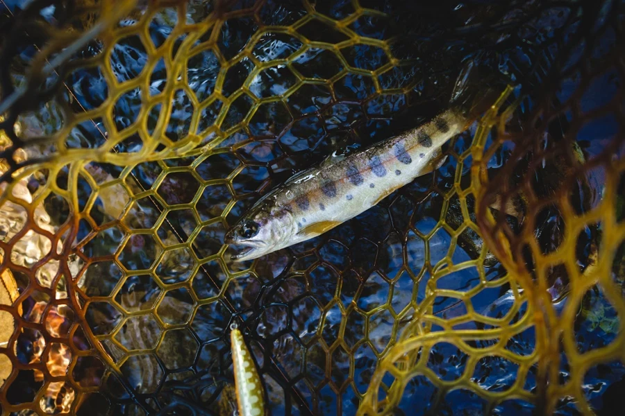 黄色い結び目のない漁網の中に座っている小さな魚