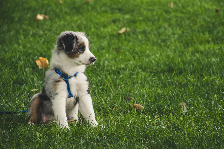 Cucciolo di pastore australiano bianco e grigio seduto sul campo erboso