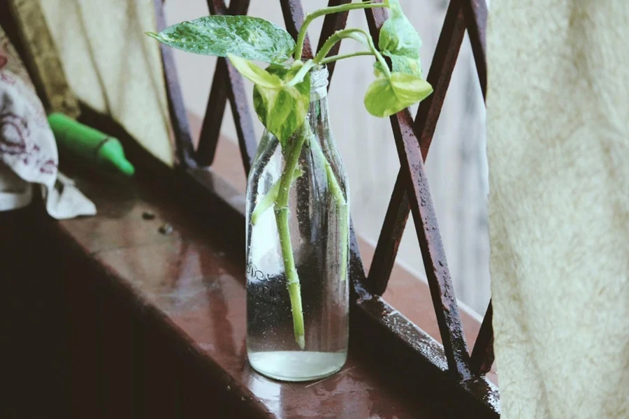 plantas verdes em vaso de vidro transparente