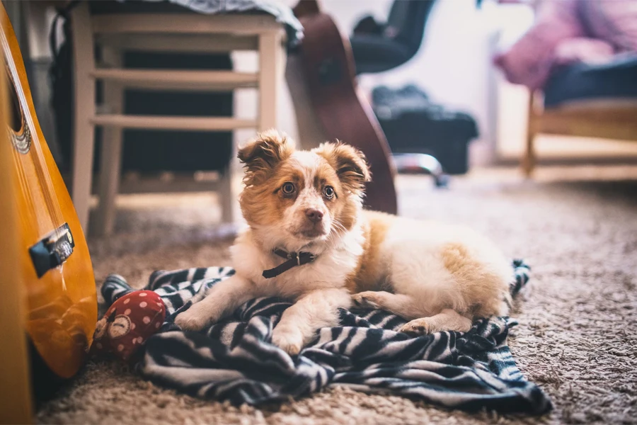 short coated fawn and white puppy beside guitar inside room