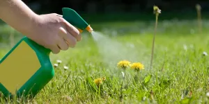 Penyemprotan bunga dandelion dengan alat penyemprot taman hijau dan kuning