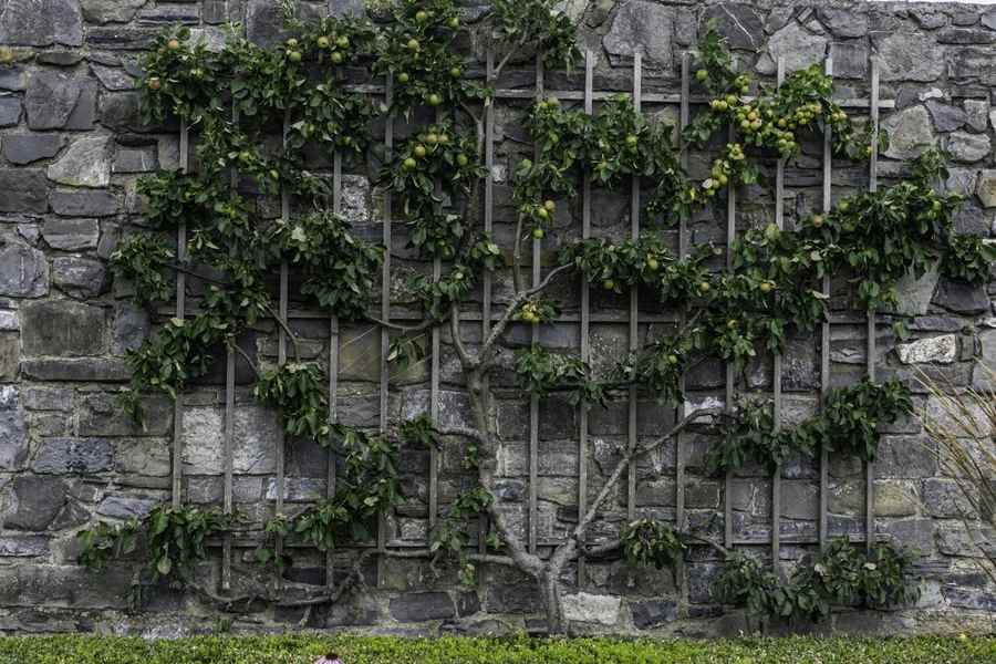 Un treillis plat monté sur le mur