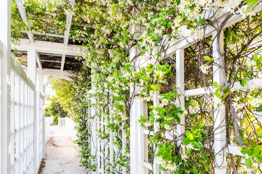 A wooden-structured pergola trellis