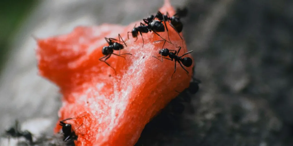 Fourmis noires sur un morceau de pastèque