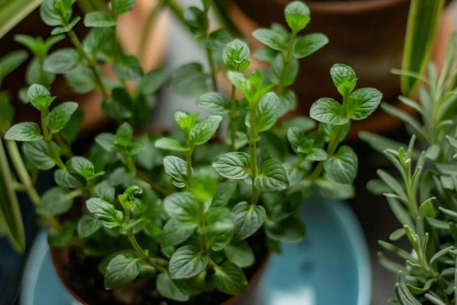 Plante de menthe poivrée en pot