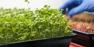 microgreens che crescono in un vassoio