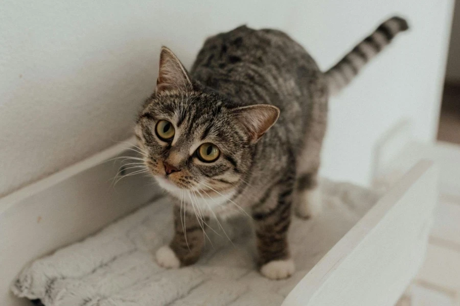 Un chaton tigré gris sur son lit en bois blanc