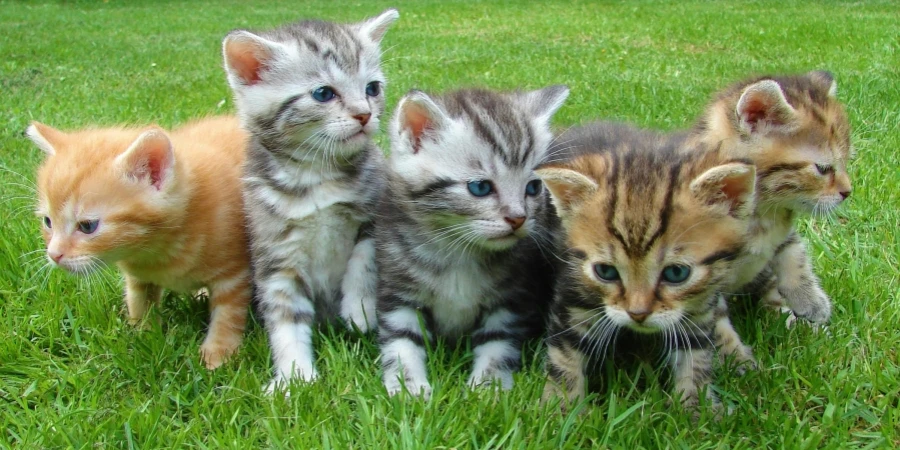 Chatons aux couleurs variées