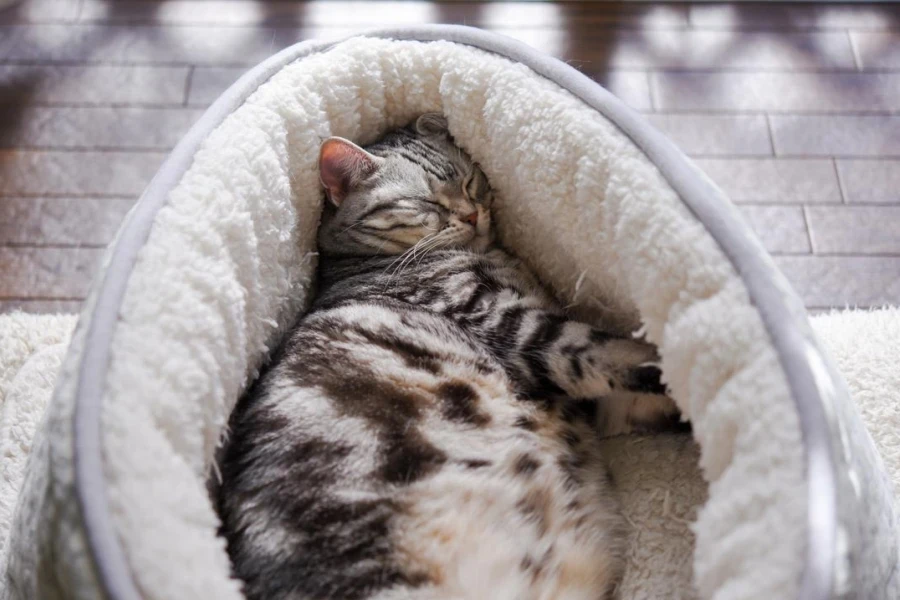 Cat Sleeping in Its Bed