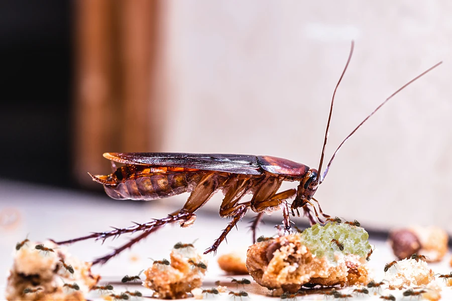 Cockroach and ants eating food off a dirty floor