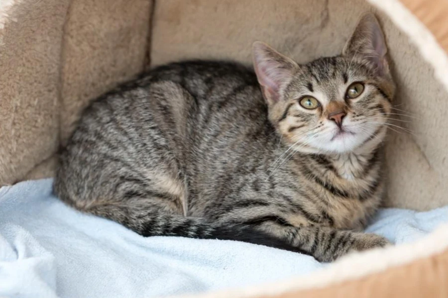 Neugieriges getigertes Kätzchen liegt im Katzenbett