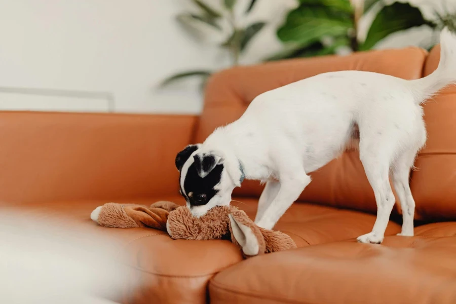 Chien sur un canapé mordant un jouet en peluche