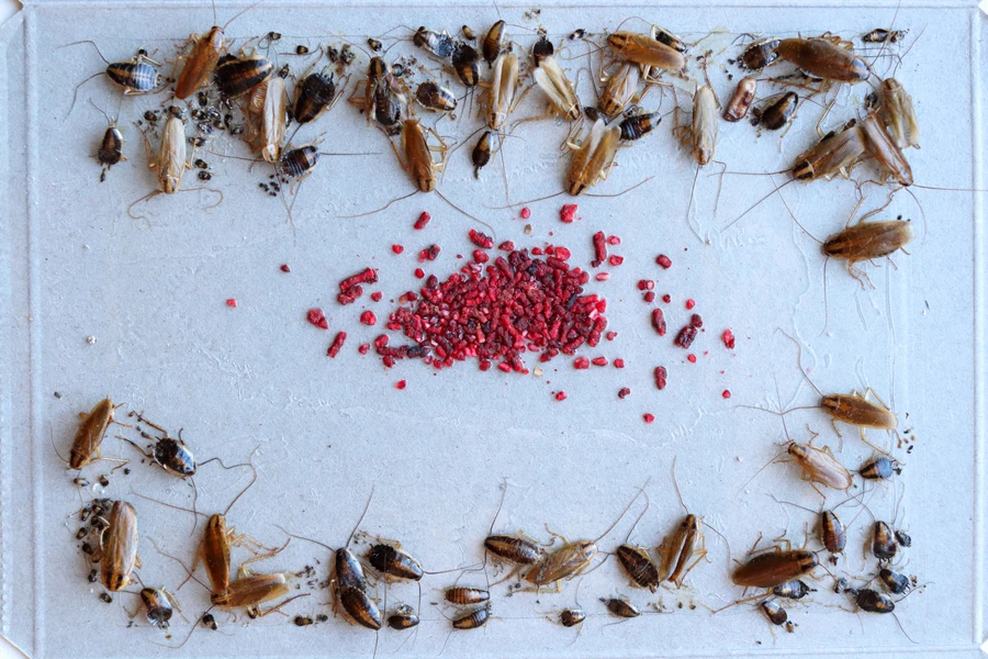 Dozens of cockroaches caught in a sticky trap