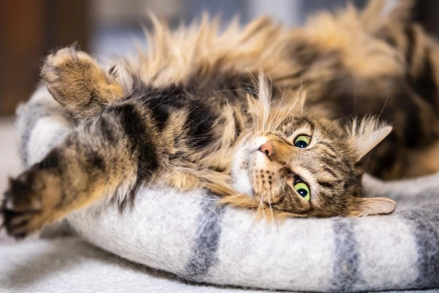 Glückliche getigerte Katze entspannt auf Filzbett