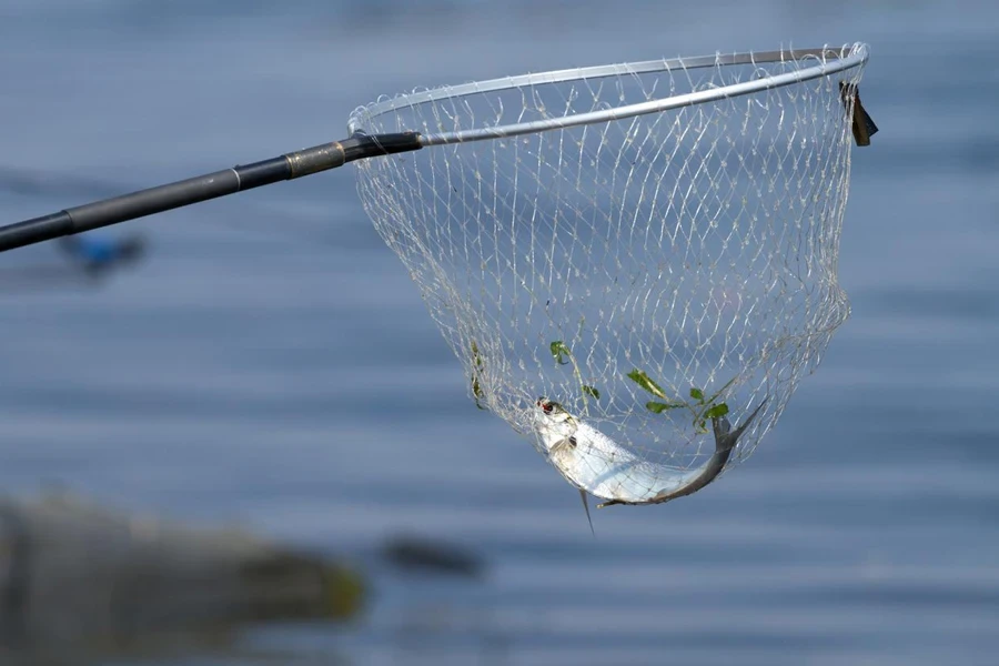 Landing net and sabrefish