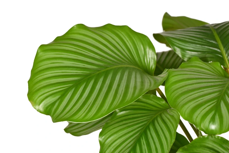 Large striped leaf of the exotic Calathea orbifolia plant