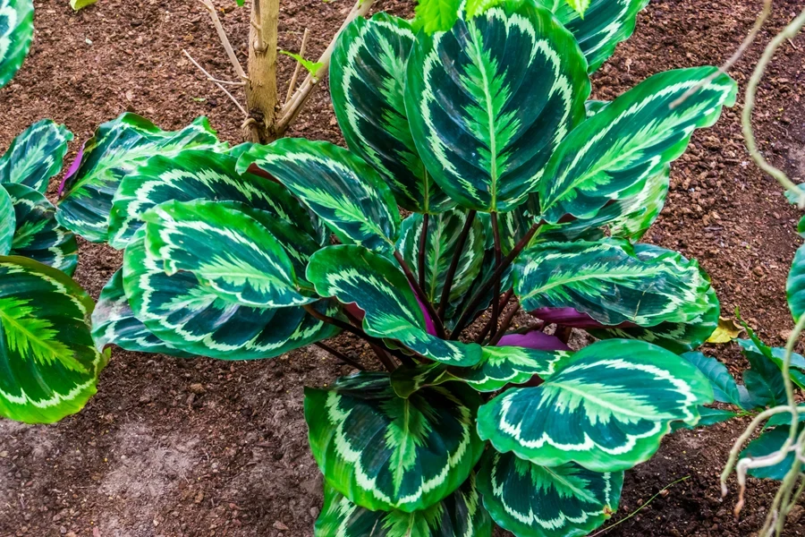 Unique leaf patterns of Calathea medallion or rose painted plant