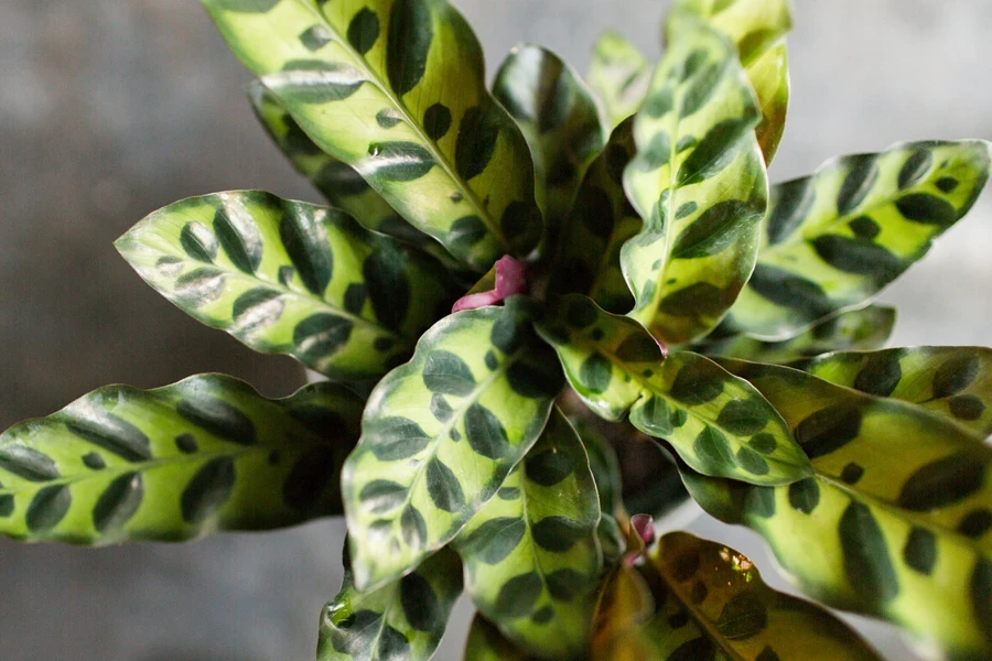 Unique leaf patterns of the Calathea lancifolia or rattlesnake plant