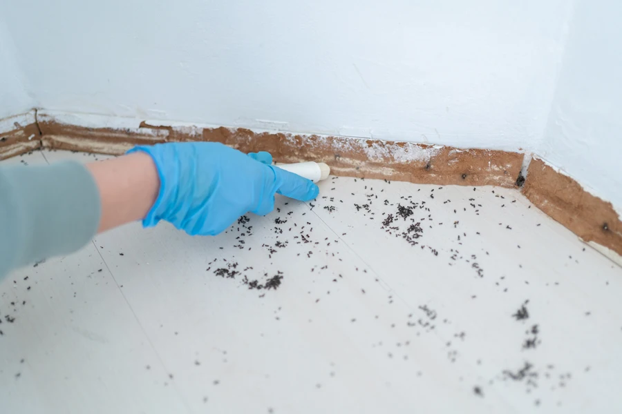 Woman applying poisonous chalk to control roaches at home