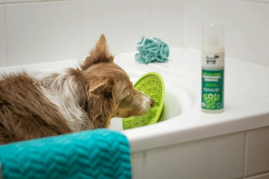 ein braun-weißer Hund, der in einer Badewanne sitzt