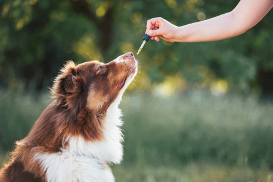 Dando óleo de CBD para cães