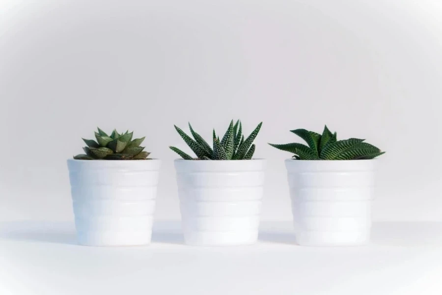 Three assorted plants in white pots