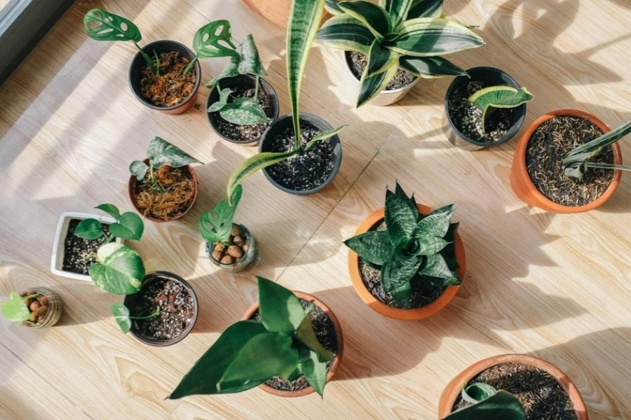 Variety of green-leafed indoor air plants