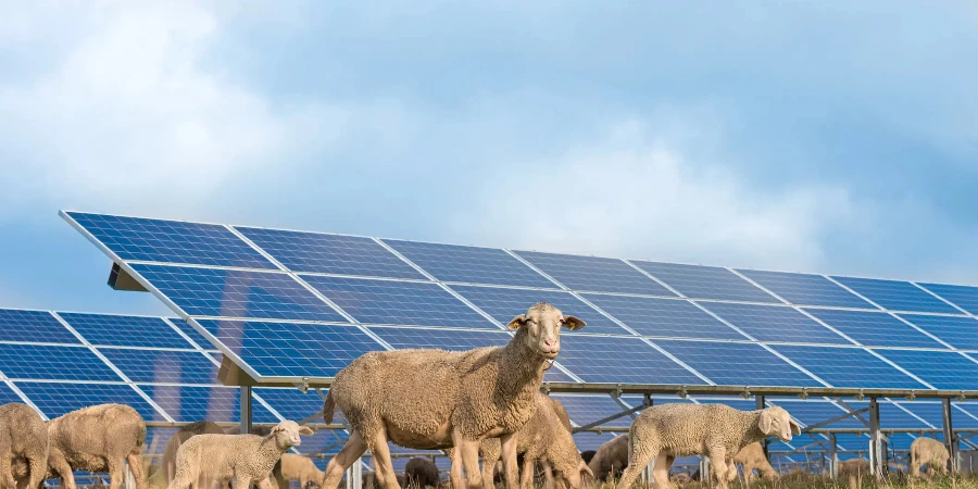 de nombreux panneaux solaires avec des moutons au pâturage