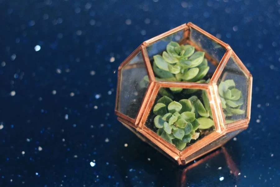 très petit terrarium géométrique avec des cactus