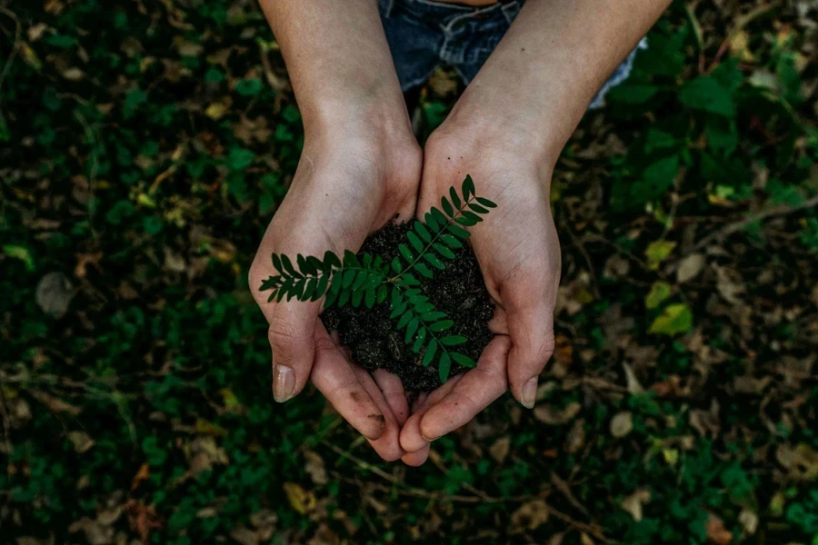 Uma planta que cresce na terra.