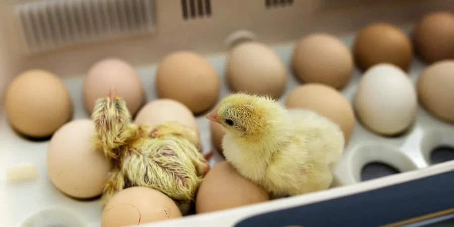 Newborn little yellow chicken in the incubator