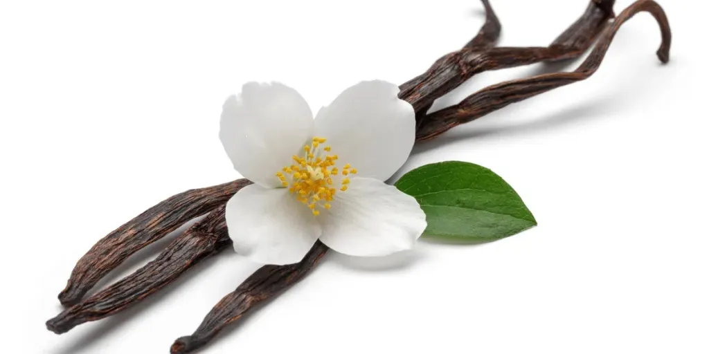 Vanilla bean with jasmine flower and leaf isolated on white background