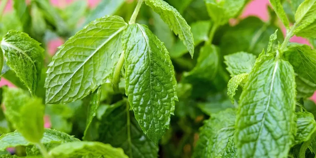 mint, peppermint, leaves 