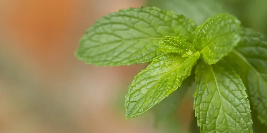 plant, tea, mint