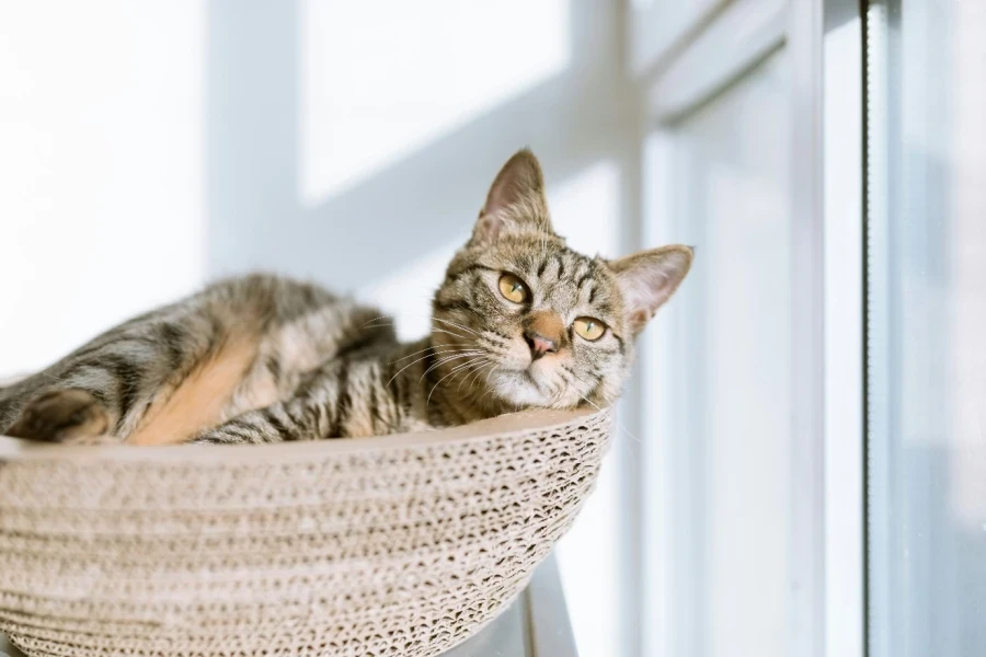 A cat lying in a basket