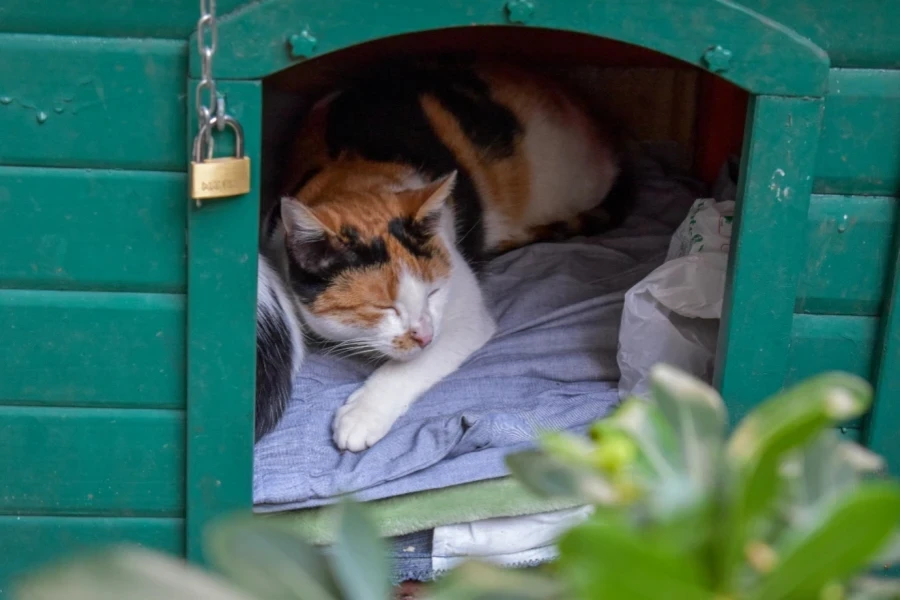 Un gato acostado en una caseta de perro.