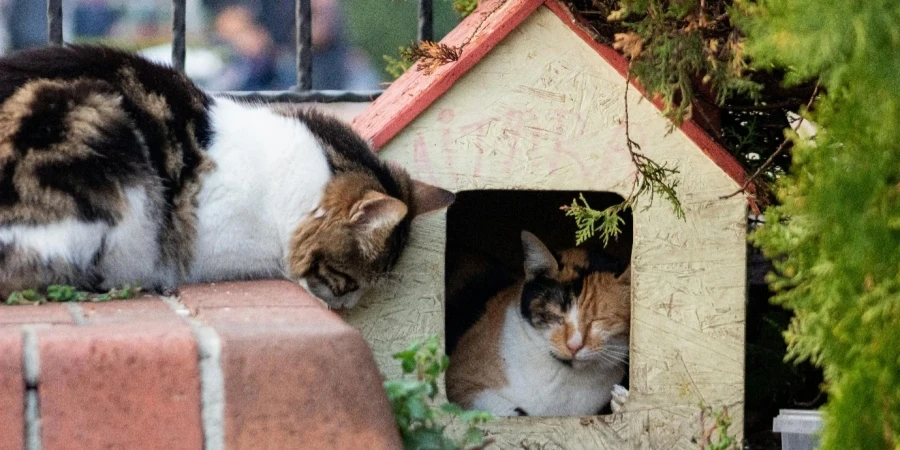 A couple of cats lying in a small house