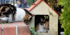 Una pareja de gatos acostados en una casa pequeña.