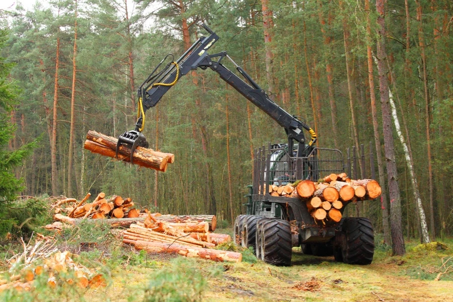 Lumberjack Working in a Forest