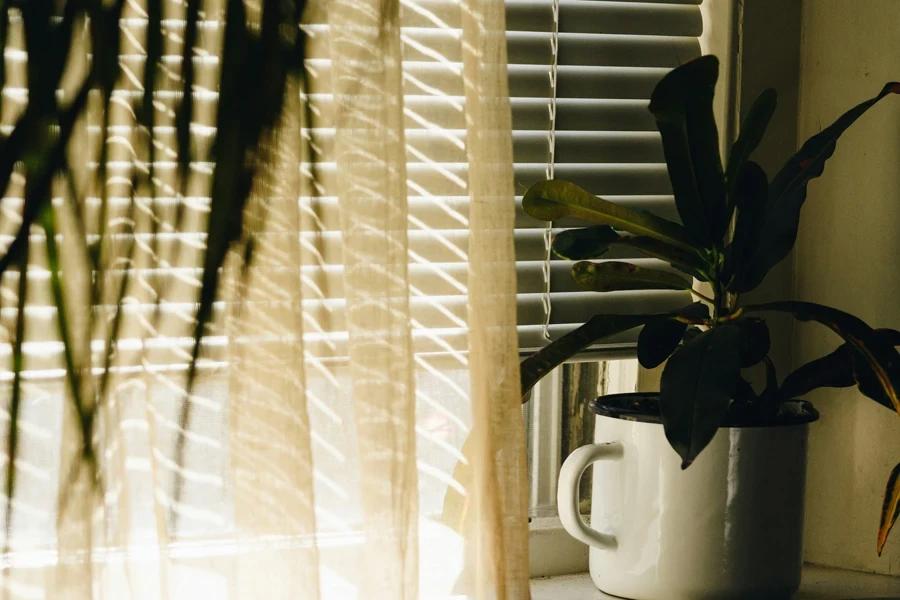 Plant on the Windowsill