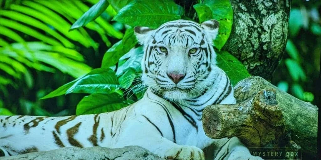 คุณภาพกล้องและวิดีโอ