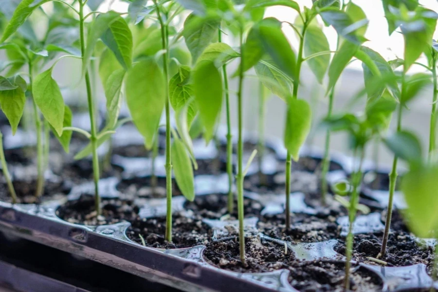 Foto em close de plantas