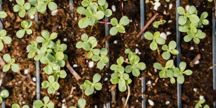 Close-up of Seedlings Growing in Pots