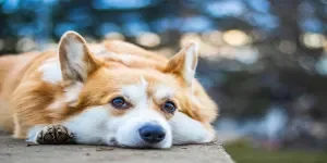 4 best pet tech products in 2022