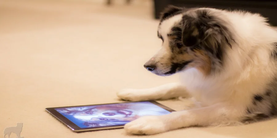 A dog staring at a tablet